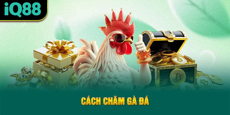 cach-cham-ga-da