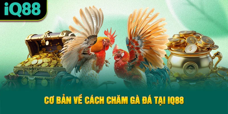 co-ban-ve-cach-cham-ga-da-tai-iq88