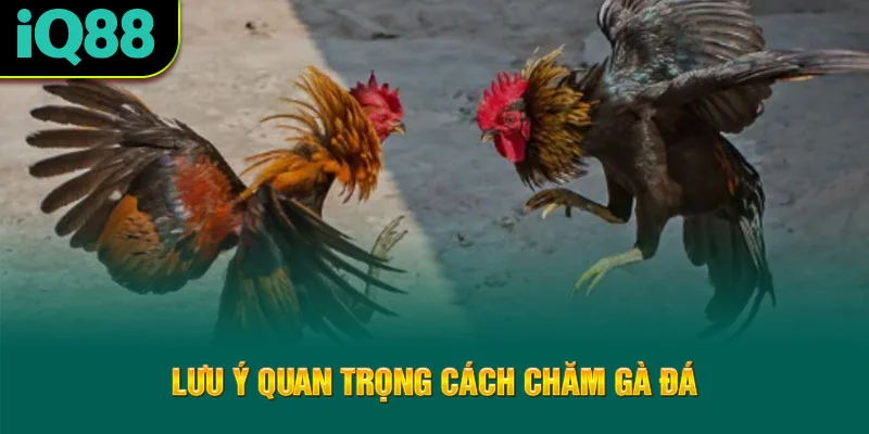 luu-y-quan-trong-cach-cham-ga-da